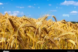 What Is Gluten? A Beginner's Guide